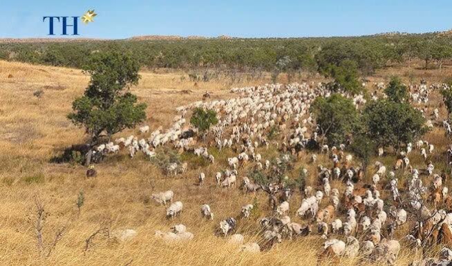 Dự án trang trại chăn nuôi, trồng bông, hướng dương và ngô tại Úc