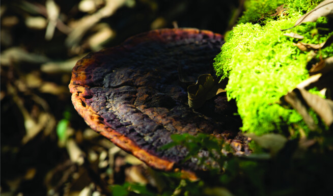 Dự án bảo tồn và phát triển thảo dược Việt – TH HERBALS