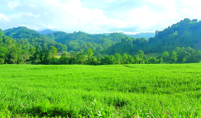 Dự án Mía đường (NASU)