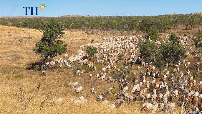 Dự án trang trại chăn nuôi, trồng bông, hướng dương và ngô tại Úc