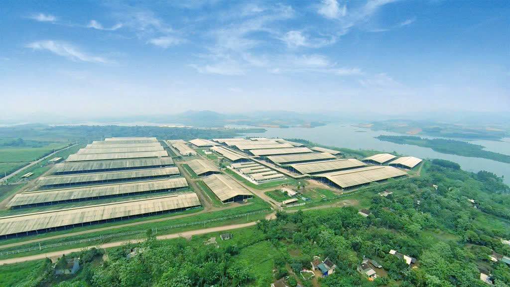 Dự án Chăn nuôi bò sữa và Chế biến sữa tập trung tại Việt Nam